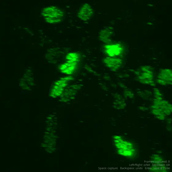 Raw confocal microscopy volume.